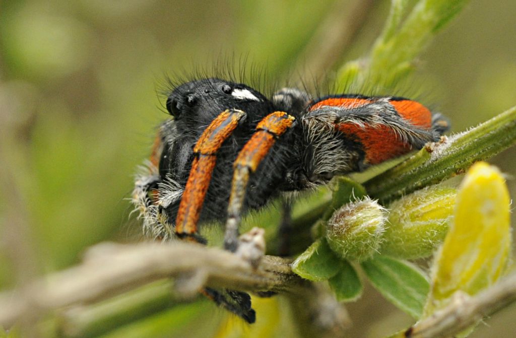 Philaeus chrysops - Bagnasco (CN)